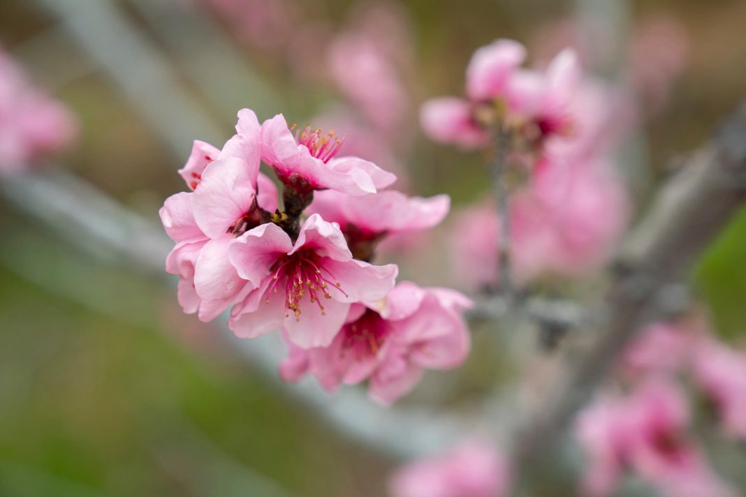 В Сочи расцвели персики и сливы — фото