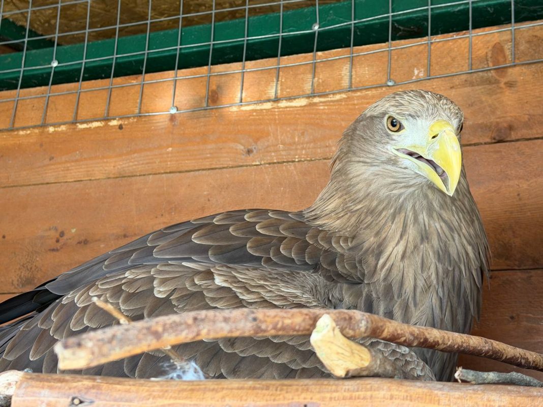Самки белохвостых орланов, живущие в Сочинском географическом обществе, отложили яйца