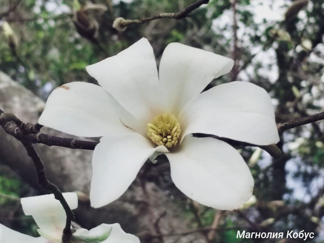 В сочинском парке «Южные культуры» цветут несколько видов магнолий