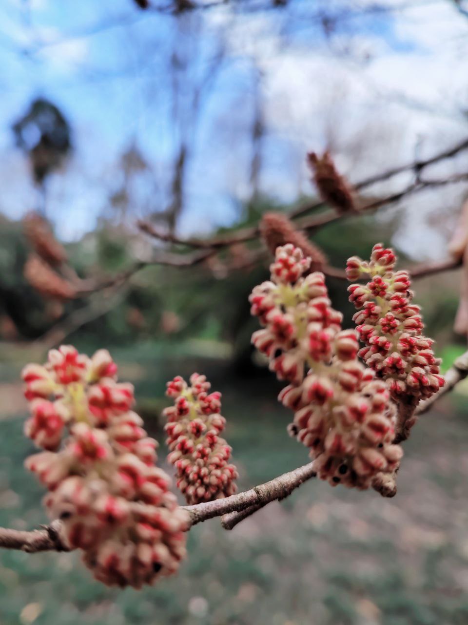 До конца недели в Сочи будет цвести фортунария китайская