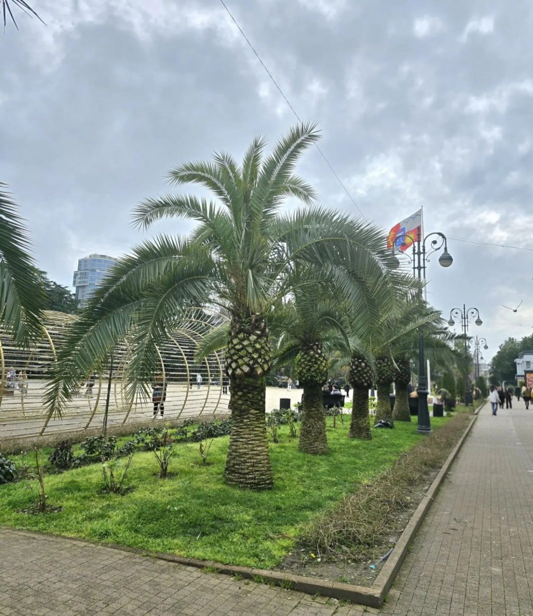 В Сочи ведется санитарная очистка пальм