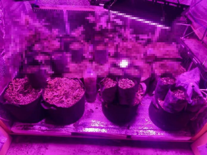 До двух лет тюрьмы за 27 кустов: в Сочи задержали наркоплантатора