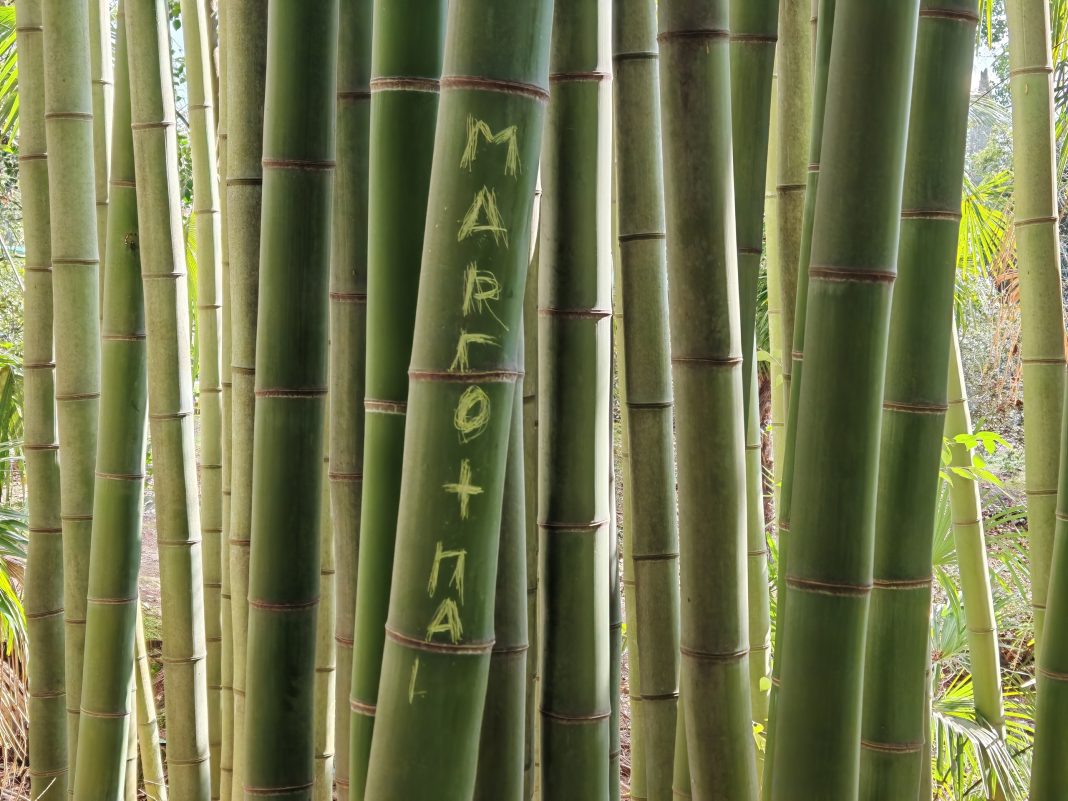 Вандалы напали на смотрителей дендрария в Сочи из-за бамбука