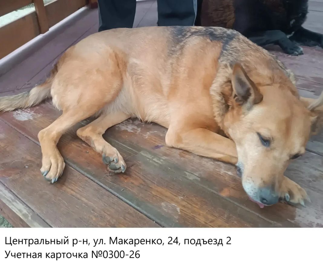 Безнадзорных собак отловили по заявкам жителей в трёх районах Сочи