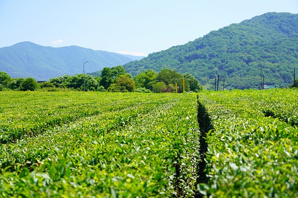 В Сочи разработали новые экскурсионные маршруты