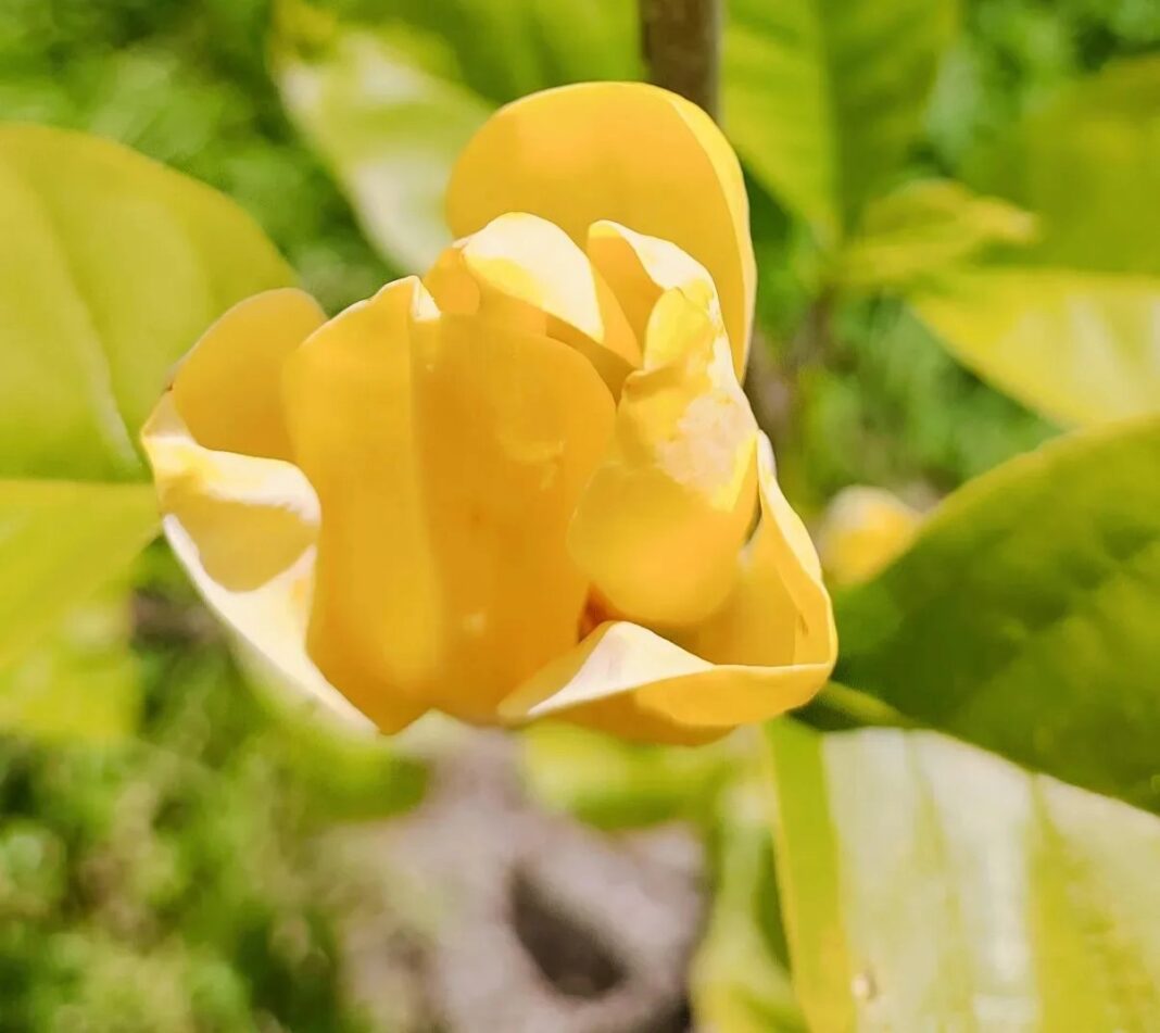 Новая звезда дендропарка: в Сочи зацвела магнолия, которую ждали несколько лет Новая звезда дендропарка: в Сочи зацвела магнолия, которую ждали несколько лет