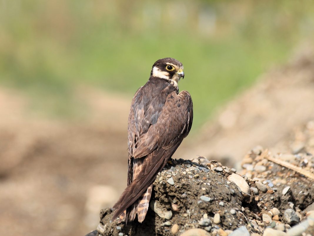 Маленькие соколы с большими талантами: чеглоки вернулись из Африки в Сириус