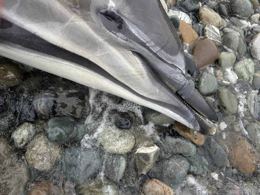 С начала марта на побережье от Тамани до Сириуса нашли 132 погибших дельфина