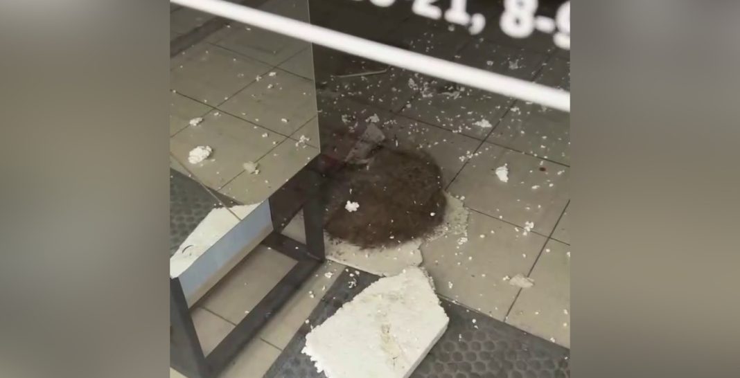 В Дагомысе дикий енот проник в магазин косметики и устроил разгром — видео