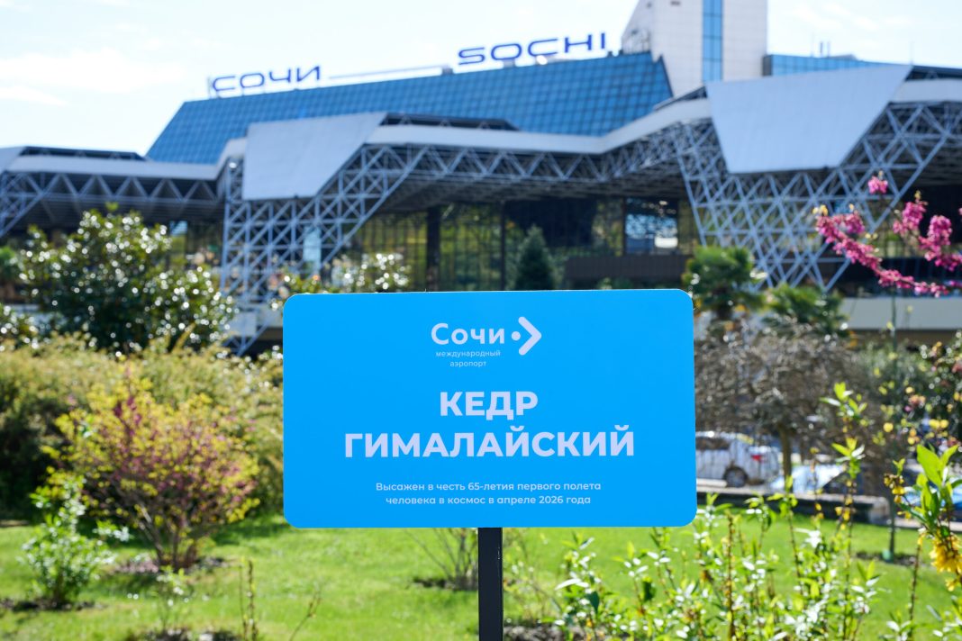В аэропорту Сочи высадили гималайский кедр в преддверии Дня космонавтики