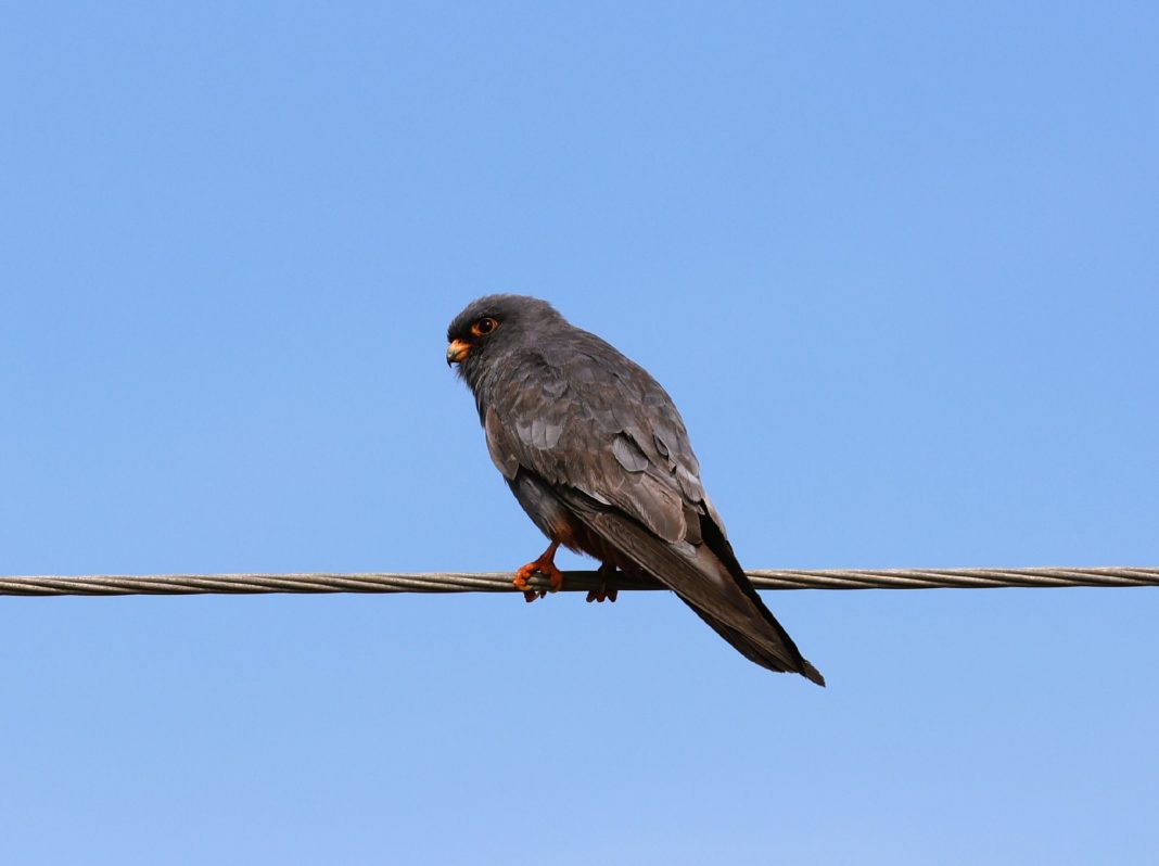 Едят насекомых, кормят грызунами: редкая птица кобчик прилетела из Африки в орнитопарк Имеретинской низменности – фото