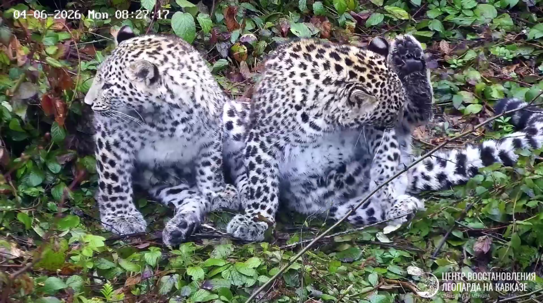 «Даже у шведов рождаются кавказские джигиты»: Центр восстановления леопарда показал котят на видео «Даже у шведов рождаются кавказские джигиты»: Центр восстановления леопарда показал котят на видео