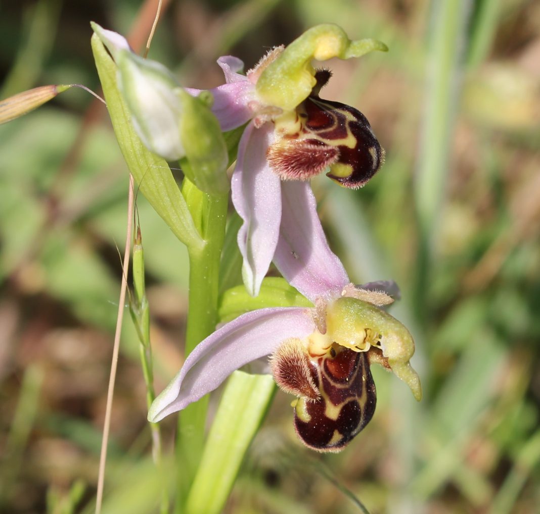 Биолог рассказал об удивительных и «обманчивых» орхидеях Черноморского побережья