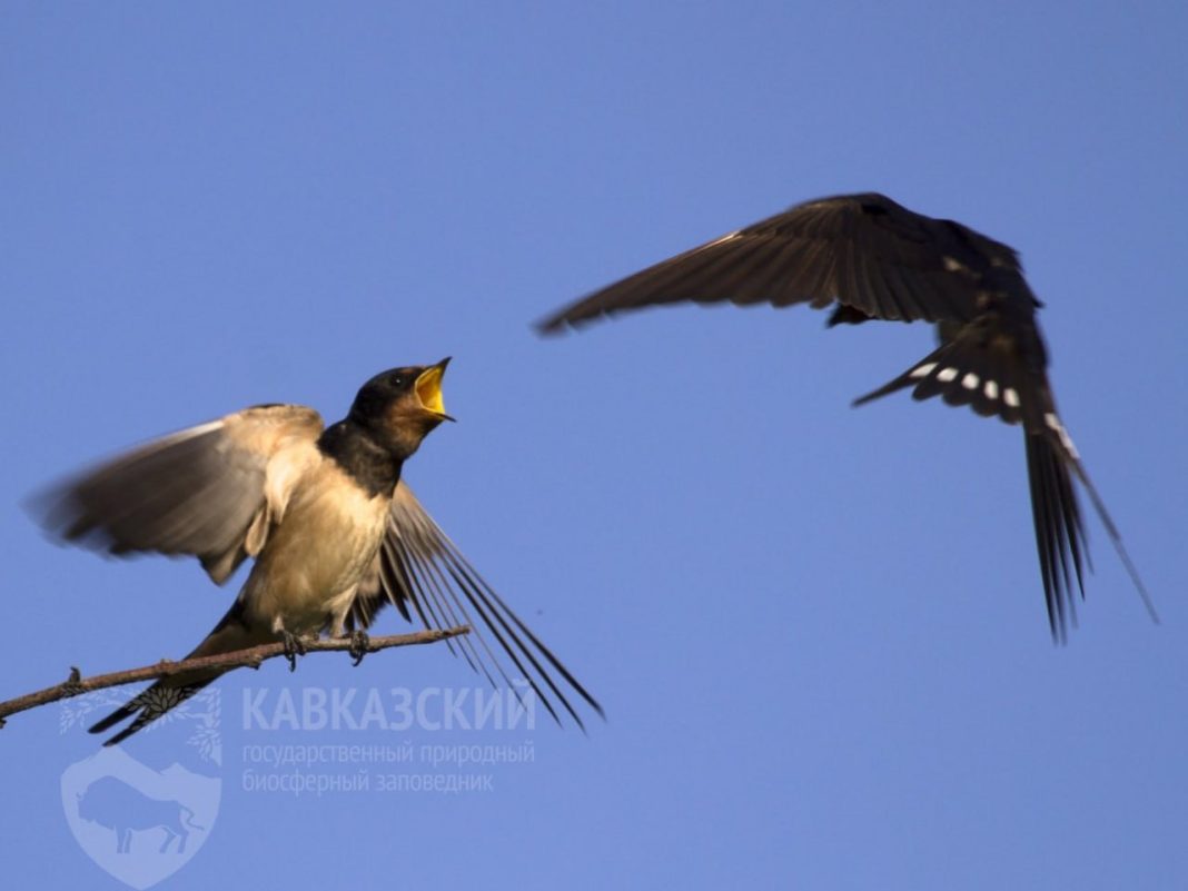 «Причинять добро» не нужно: орнитолог Кавказского заповедника объяснил, почему не стоит трогать птенцов