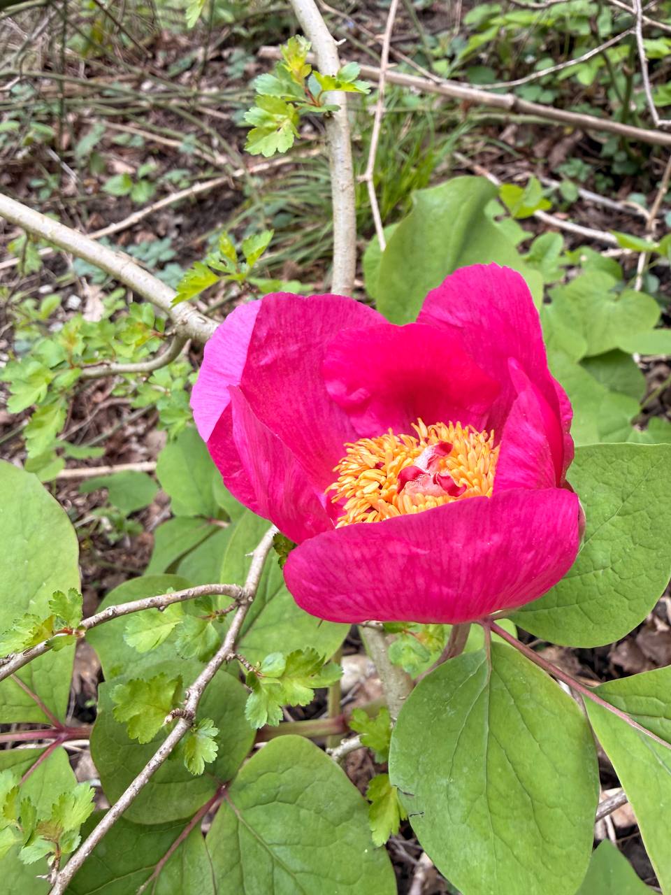 Увидеть и не тронуть: два главных краснокнижных сокровища Сочи — пион и кирказон