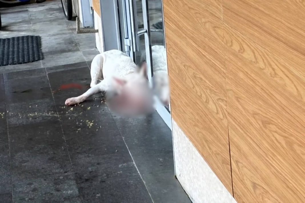 В Сочи застрелили собаку, которая покусала мужчину и сотрудников полиции