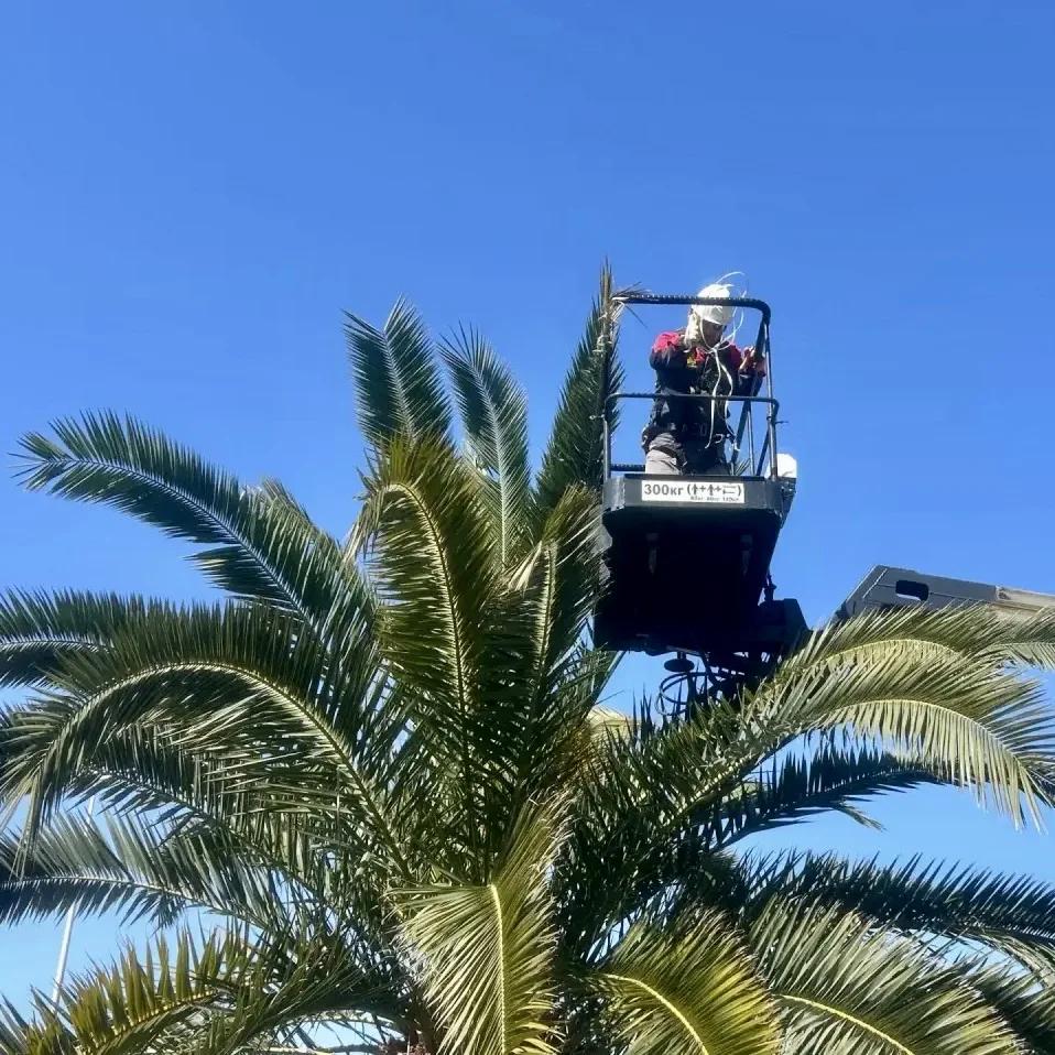 Пальмы снимают шубы: в Сириусе раскрывают деревья после зимнего утепления