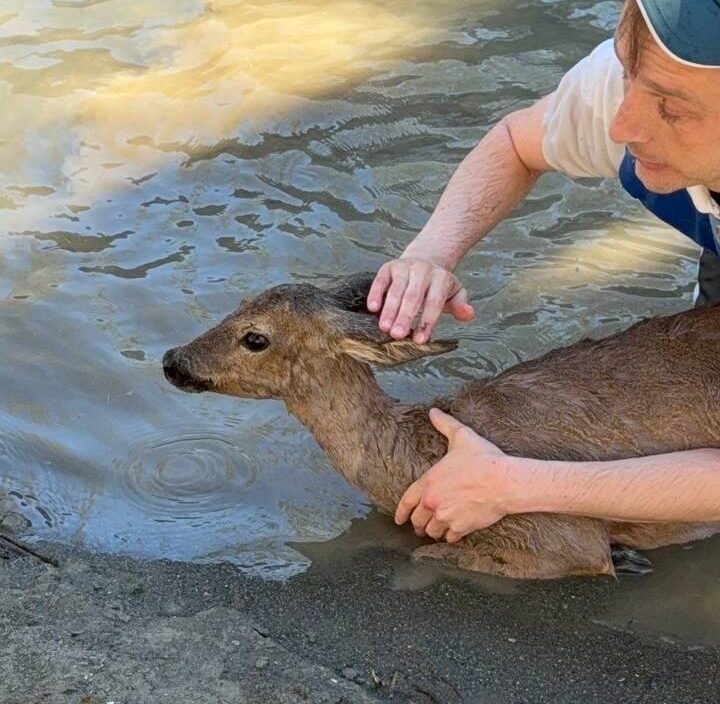 В Сочи жители спасли оленёнка из ледяной воды реки В Сочи жители спасли оленёнка из ледяной воды реки