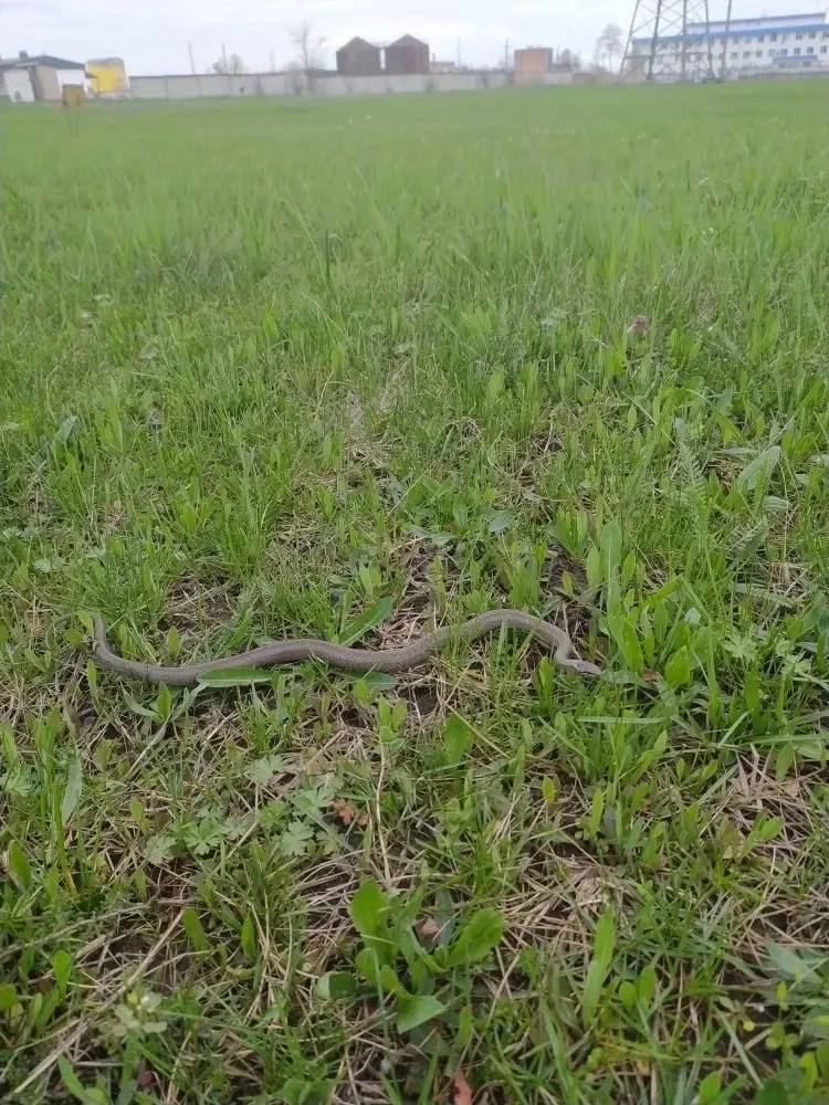 Они проснулись: участились вызовы из-за змей в жилых домах Краснодарского края