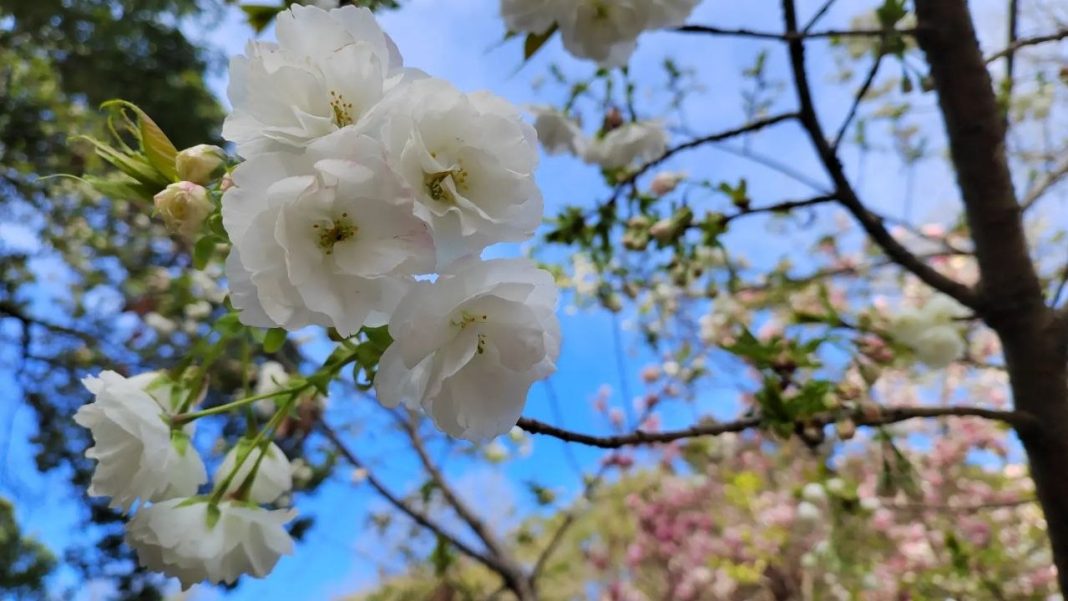 Цветение сакуры и калины привлекло туристов в Сочи