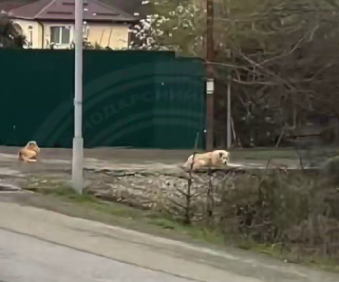 Жителей сочинского села держат в страхе бродячие собаки: очередной жертвой стала пожилая женщина