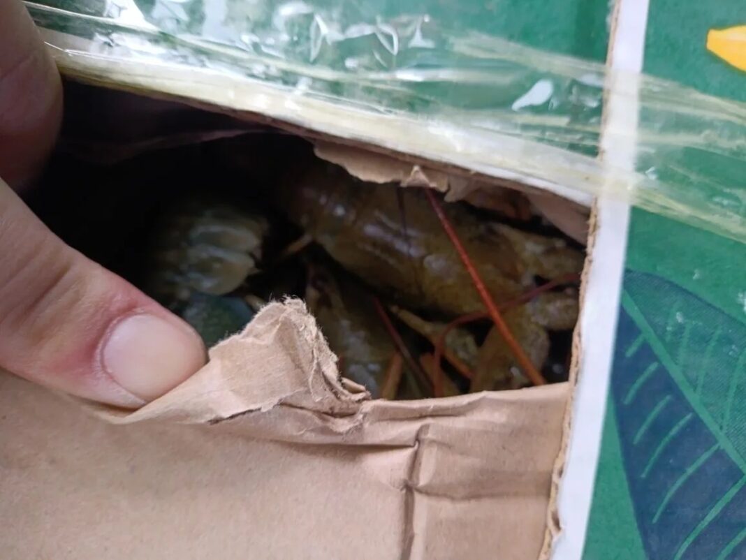 30 кг живых раков без документов не долетели до Сочи 30 кг живых раков без документов не долетели до Сочи