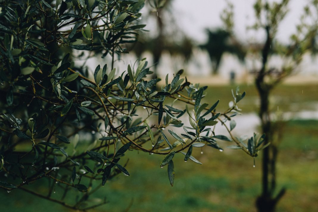 МЧС: в предгорьях Сочи 22 апреля ожидается сильный дождь