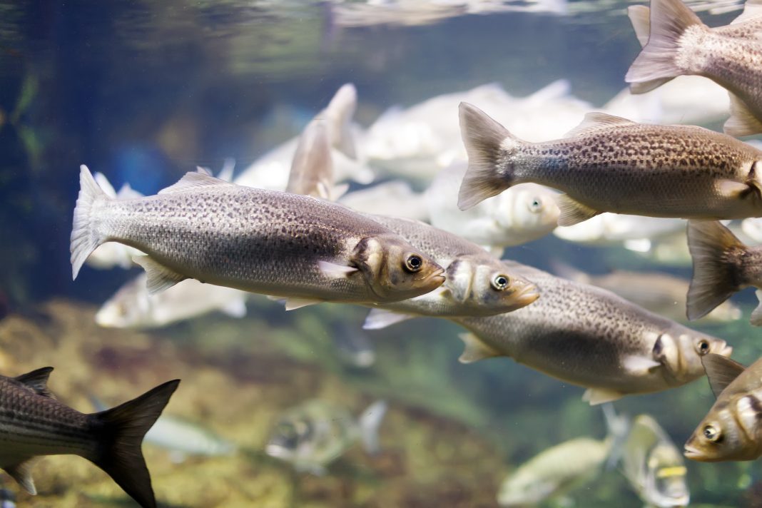 Рекордный рост в 127%: рыбоводческие хозяйства Сочи нарастили объёмы в два раза