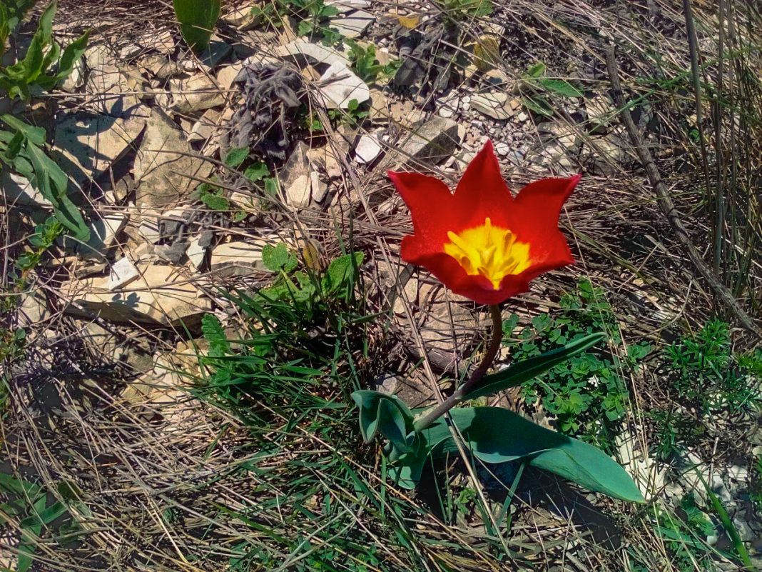 Ирисы, тюльпаны Шренка и пионы: от Маркотхского хребта до Сочи распустились эфемероиды