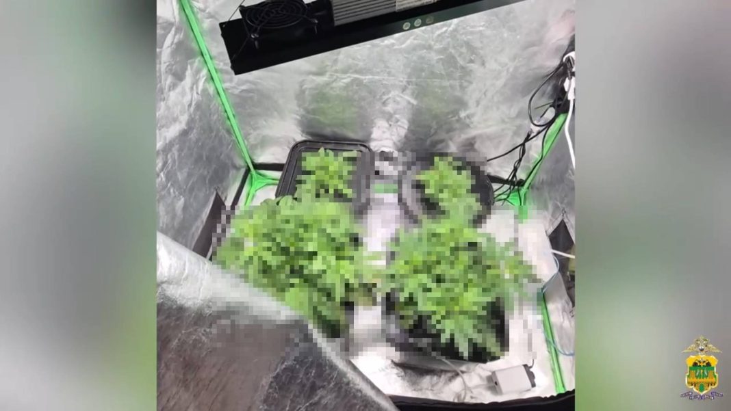 Горшки, лампы и вентиляция: наркоплантацию в частном доме оборудовал 29-летний сочинец