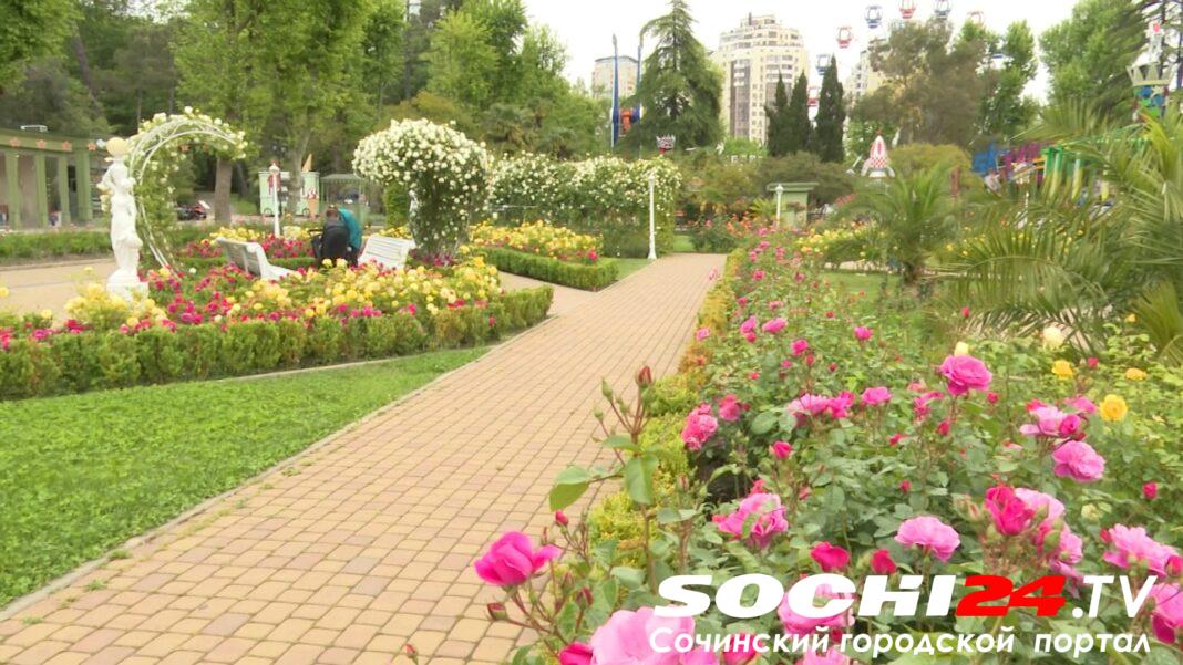 Моника Беллуччи и Глория Дэй: более 30 сортов роз украсили аллеи сочинского парка Моника Беллуччи и Глория Дэй: более 30 сортов роз украсили аллеи сочинского парка