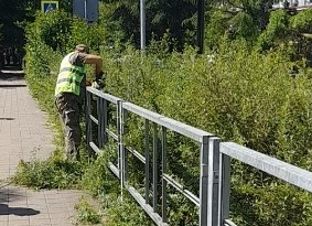 В Центральном районе Сочи проводят санитарную обрезку зелёных насаждений В Центральном районе Сочи проводят санитарную обрезку зелёных насаждений