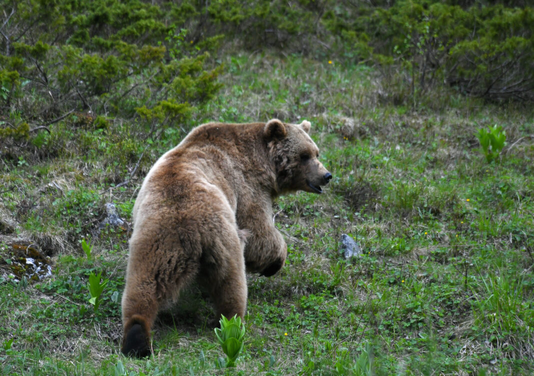 Медведей в окрестностях Сочи стало заметно меньше — итоги переписи Медведей в окрестностях Сочи стало заметно меньше — итоги переписи