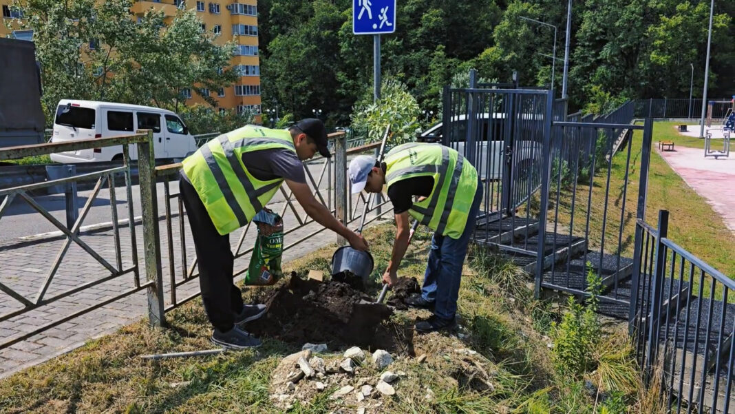 В Хостинском районе высадят более двух тысяч новых деревьев и пальм В Хостинском районе высадят более двух тысяч новых деревьев и пальм