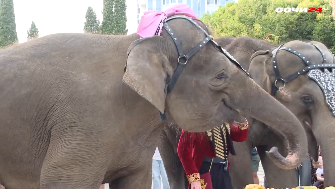 Слонихе Марго — 18! В Сочинском цирке отметили день рождения и представили новое шоу Слонихе Марго — 18! В Сочинском цирке отметили день рождения и представили новое шоу